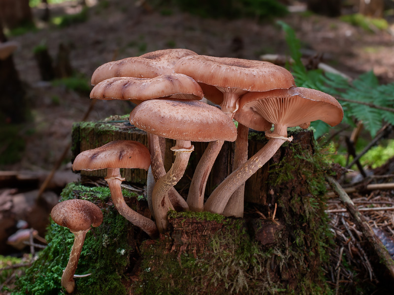 Armillaria borealis